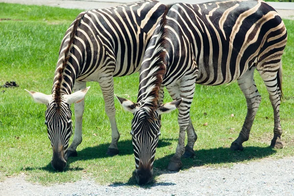 Zebras Eating Grass — Stock Photo, Image