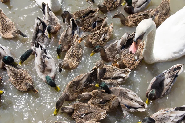 Ringed Teal Duck and Gooses in Lake. — Stock Photo, Image