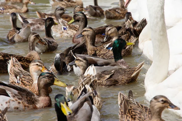 Ringed Teal Duck and Gooses in Lake. — Stock Photo, Image