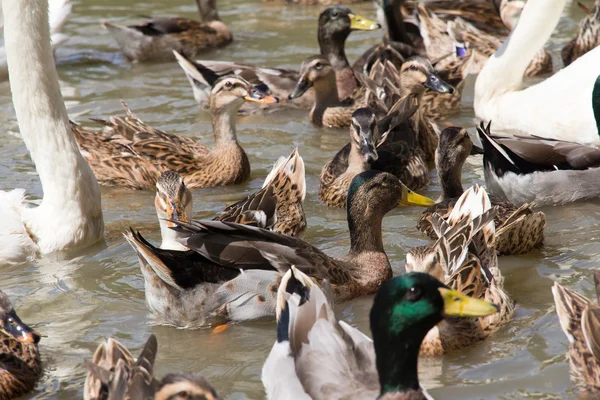 Ringed Teal Duck and Gooses in Lake. — Stock Photo, Image