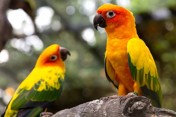 Portrét slunce conure — Stock fotografie