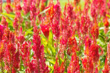 renkli celosia çiçek