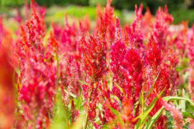 renkli celosia çiçek