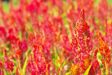 renkli celosia çiçek