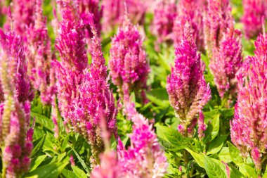 renkli celosia çiçek