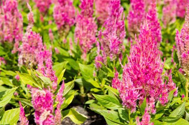 renkli celosia çiçek