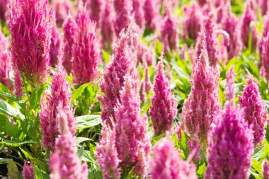 renkli celosia çiçek