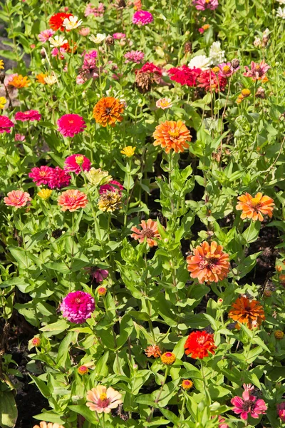 Fleurs de gerbera colorées — Photo