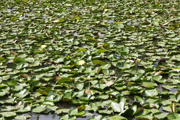 Royal Water Lily background — Stock Photo, Image