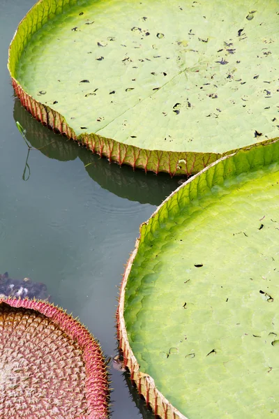 Royal Water Lily — Stock Photo, Image