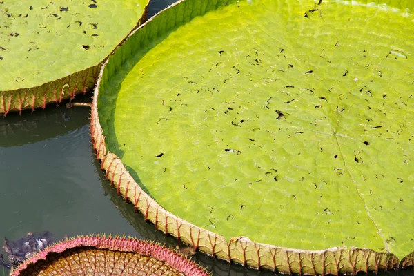 Royal Water Lily — Stock Photo, Image