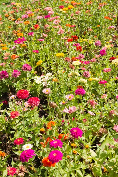 Fleurs de gerbera colorées — Photo