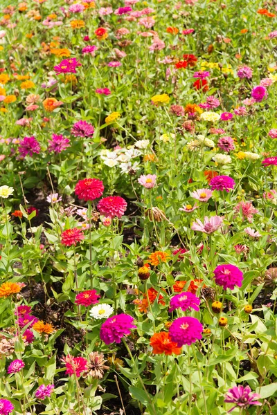 Colorful Gerbera Flowers — Stock Photo, Image