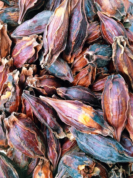 Dried Gardenia Fruit background — Stockfoto