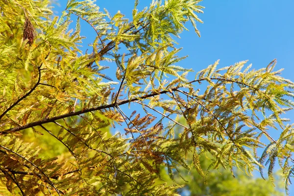 Барвисті осінні лисі Cypress дерево — стокове фото