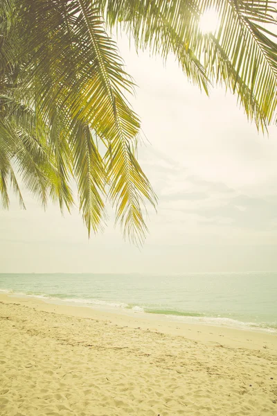 Pohon palem di pantai — Stok Foto