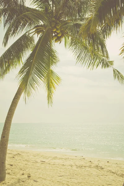 ต้นปาล์มบนชายหาด — ภาพถ่ายสต็อก
