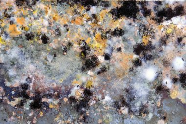 Buzdolabındaki artıklarda büyüyen kalıpların resmi..