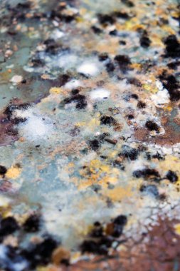 Buzdolabındaki artıklarda büyüyen kalıpların resmi..