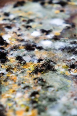 Buzdolabındaki artıklarda büyüyen kalıpların resmi..