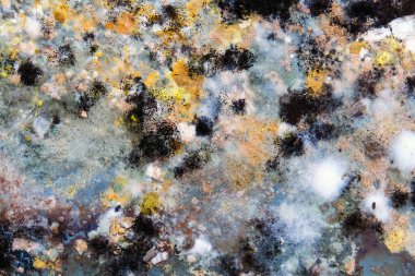 Buzdolabındaki artıklarda büyüyen kalıpların resmi..