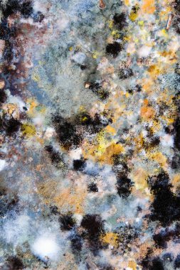 Buzdolabındaki artıklarda büyüyen kalıpların resmi..