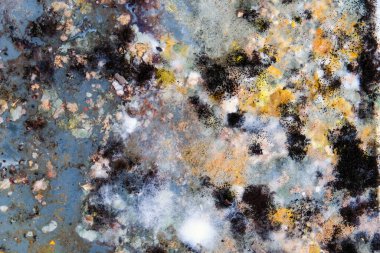 Buzdolabındaki artıklarda büyüyen kalıpların resmi..