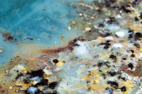 Buzdolabındaki artıklarda büyüyen kalıpların resmi..