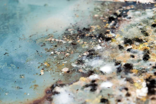 Buzdolabındaki artıklarda büyüyen kalıpların resmi..