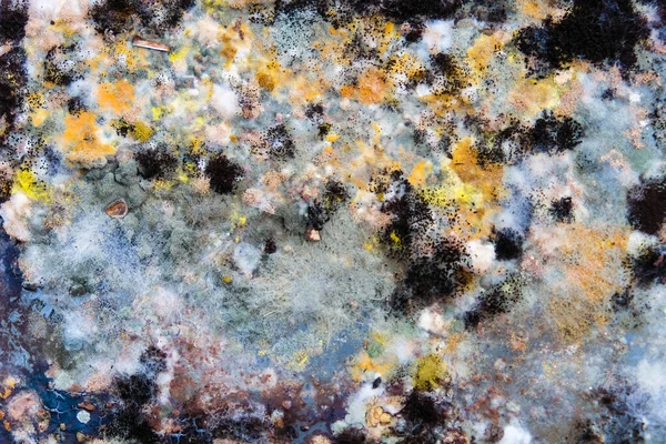 Buzdolabındaki artıklarda büyüyen kalıpların resmi..