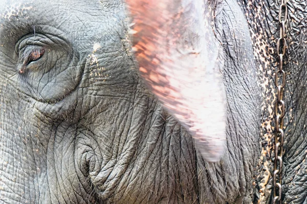 Bild des Elefantenporträts. — Stockfoto