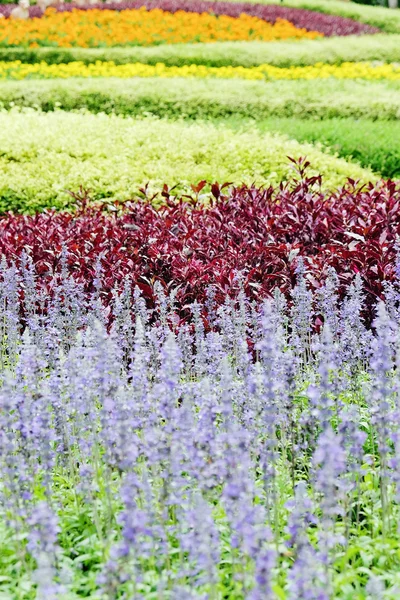 Landscaped flower garden — Stock Photo, Image