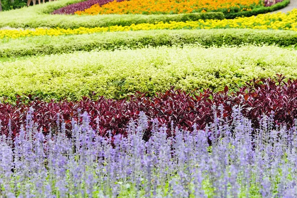 Landscaped flower garden — Stock Photo, Image