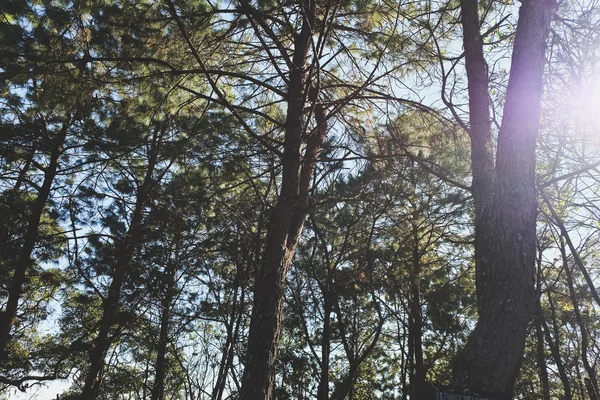 Image of Pine Forest background — Stock Photo, Image