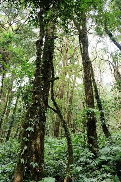 Fundo da floresta tropical — Fotografia de Stock