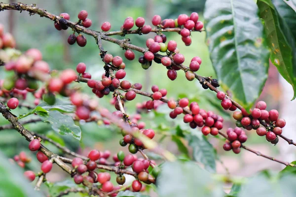 Kaffeebohnen Hintergrund — Stockfoto