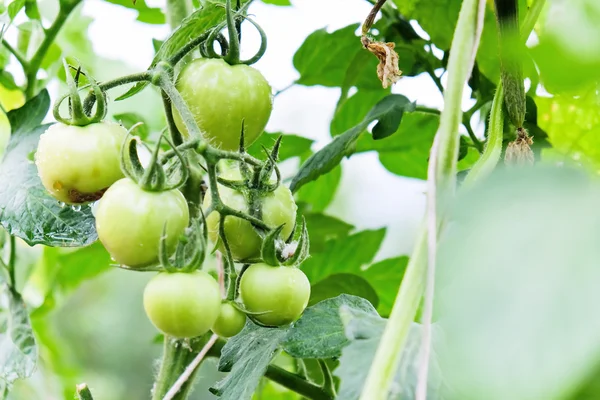 ファームの緑トマト — ストック写真