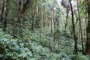 Tayland 'da tropikal orman