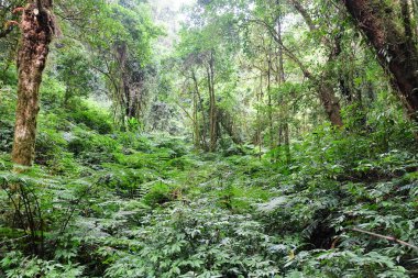 Tayland 'da tropikal orman