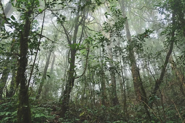 Floresta tropical na Tailândia — Fotografia de Stock