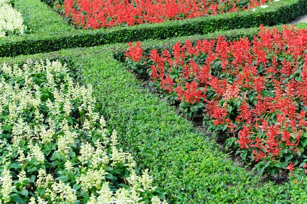 Topiary en un jardín formal inglés — Foto de Stock