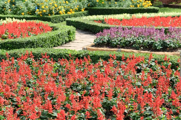 В саду англійської формальних Topiary — стокове фото