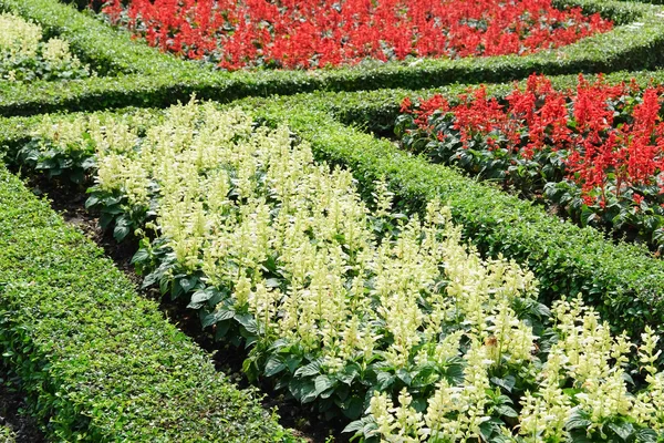 Topiary en un jardín formal inglés — Foto de Stock