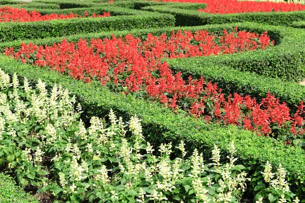 Topiary v anglické zahradě formální — Stock fotografie