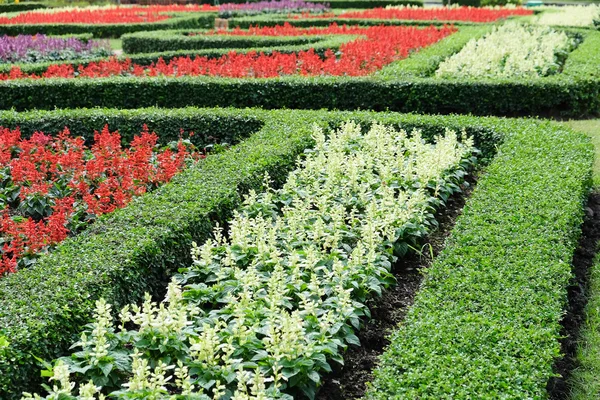 Topiary v anglické zahradě formální — Stock fotografie