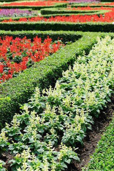 Topiary in an English Formal Garden