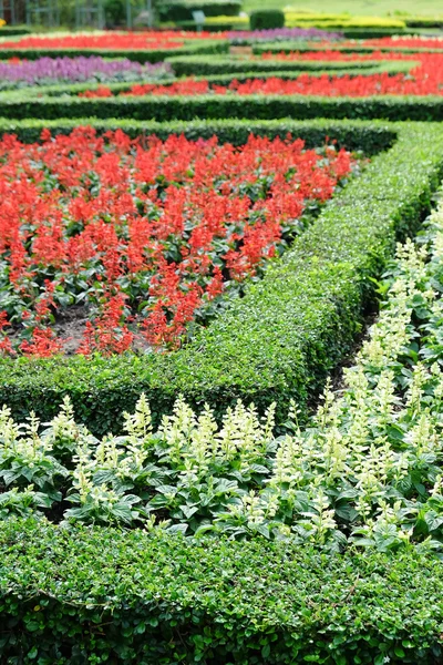 Topiary en un jardín formal inglés — Foto de Stock