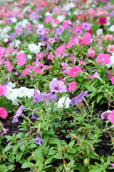 Beautiful garden flowers — Stock Photo, Image