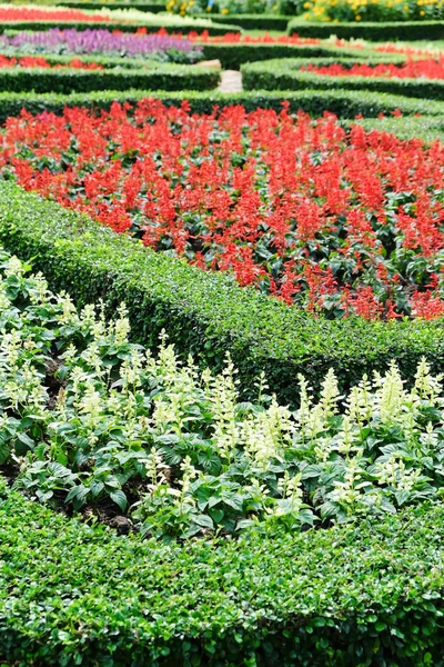 Topiary en un jardín formal inglés — Foto de Stock