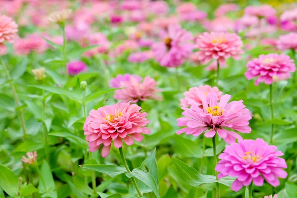 Margarita rosa gerberas flores —  Fotos de Stock